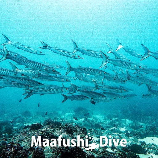 Open Water maafushi